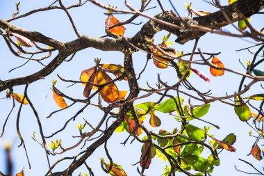 Mavi gökyüzüne karşı çiçek açan bitkiler. Salvador, Bahia, Brezilya.