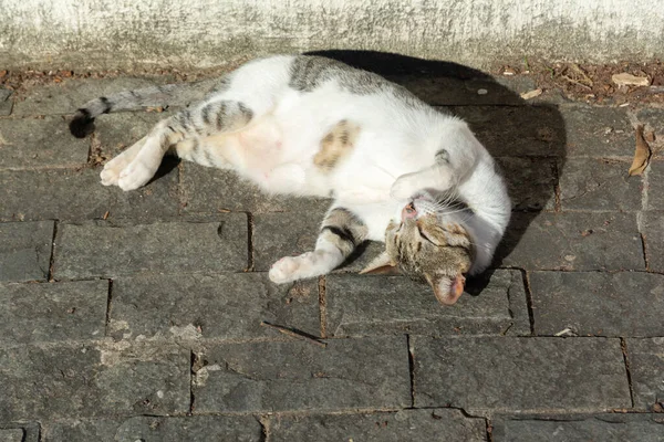 Vit Tabby Katt Liggande Golvet Sola Morgonen Salvador Bahia Brasilien — Stockfoto