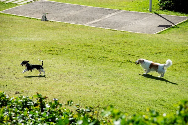 Vista Parque Con Perros Corriendo Jugando Aire Libre Salvador Bahía —  Fotos de Stock