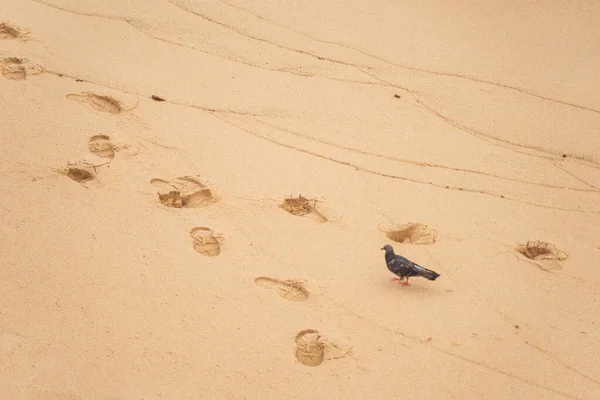 リオVermelhoビーチの砂の上に黒い鳩 ブラジル バイーア州サルバドール市 — ストック写真