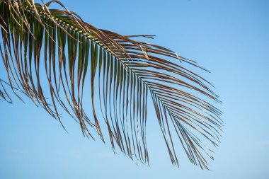 Mavi gökyüzüne karşı bir ağacın yeşil dalları. Salvador, Bahia, Brezilya.
