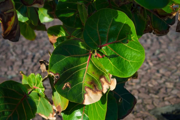 Groene Bladeren Tegen Grond Sterke Zon Salvador Bahia Brazilië — Stockfoto