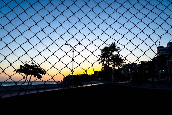 Grid Silhouette Wire Trees Pole Yellow Blue Sunset Salvador Bahia — Stock Photo, Image