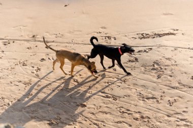 Ondina sahilinde yürüyen iki köpek. Salvador, Bahia, Brezilya.