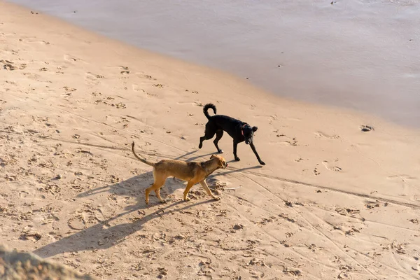 Dos Perros Paseando Por Las Arenas Playa Ondina Ciudad Salvador —  Fotos de Stock