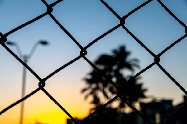 Sílhueta Grade Arame Árvores Poste Contra Pôr Sol Amarelo Azul — Fotografia de Stock