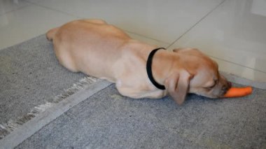 Pitbull köpeği yerde havuç yiyor. Salvador, Bahia, Brezilya.