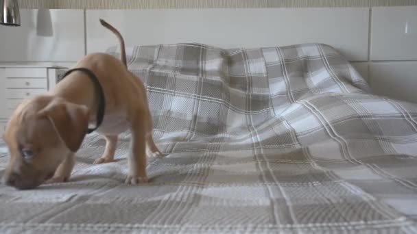 Anjing Pitbull Atas Tempat Tidur Kencing Salvador Bahia Brasil — Stok Video