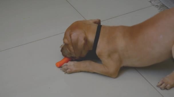 Pitbull Dog Eating Carrot Floor Salvador Bahia Brazil — Stock Video