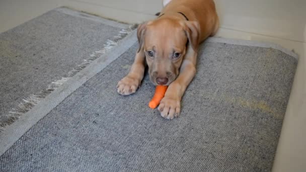 Pitbull Chien Mangeant Carotte Sur Sol Salvador Bahia Brésil — Video