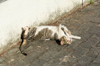 Beyaz tekir kedi sabah güneş banyosu yaparken yerde yatıyor. Salvador, Bahia, Brezilya.