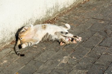 Beyaz tekir kedi sabah güneş banyosu yaparken yerde yatıyor. Salvador, Bahia, Brezilya.