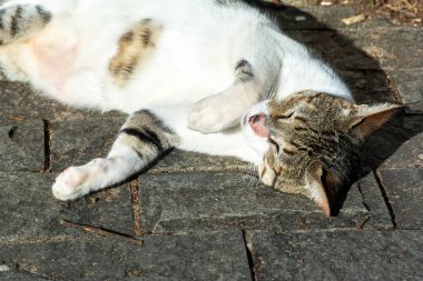 Beyaz tekir kedi sabah güneş banyosu yaparken yerde yatıyor. Salvador, Bahia, Brezilya.