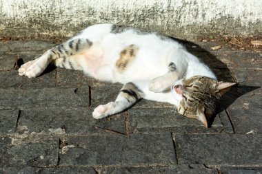 Beyaz tekir kedi sabah güneş banyosu yaparken yerde yatıyor. Salvador, Bahia, Brezilya.