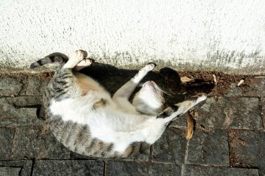 Beyaz tekir kedi sabah güneş banyosu yaparken yerde yatıyor. Salvador, Bahia, Brezilya.