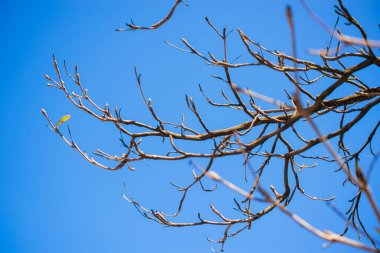  Mavi gökyüzüne karşı çiçek açan bitkiler. Salvador, Bahia, Brezilya.