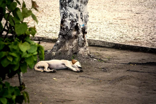 犬は木の陰で寝ている ブラジル バイーア州サンフランシスコ コンデ — ストック写真