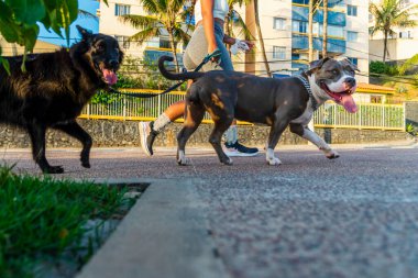 Salvador, Bahia, Brezilya - 30 Ekim 2020: Ondina sahilinde iki köpekle yürüyen kadın. Salvador, Bahia, Brezilya.