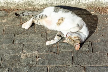 Beyaz tekir kedi sabah güneş banyosu yaparken yerde yatıyor. Salvador, Bahia, Brezilya.