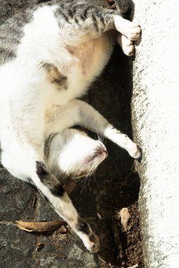 Beyaz tekir kedi sabah güneş banyosu yaparken yerde yatıyor. Salvador, Bahia, Brezilya.