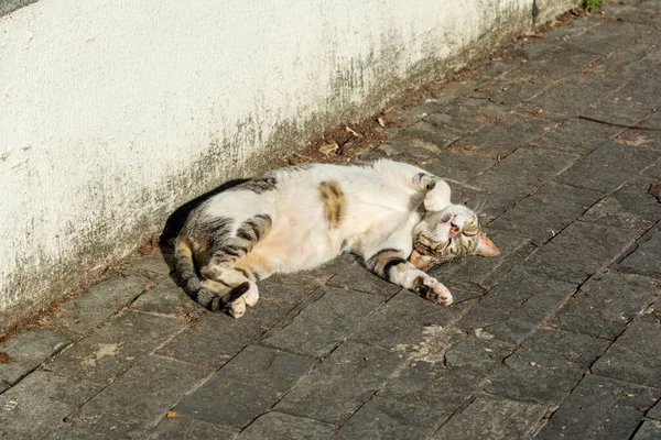 Bianco Gatto Tabby Sdraiato Sul Pavimento Prendere Sole Mattino Salvador — Foto Stock