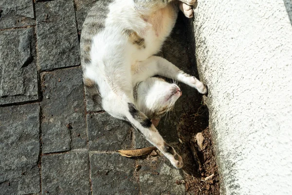 Bianco Gatto Tabby Sdraiato Sul Pavimento Prendere Sole Mattino Salvador — Foto Stock