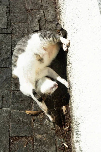 Branco Gato Tabby Deitado Chão Banhos Sol Pela Manhã Salvador — Fotografia de Stock