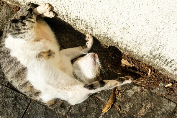 午前中に床の日光浴に横たわっている白いタビー猫 サルバドール バイーア ブラジル — ストック写真