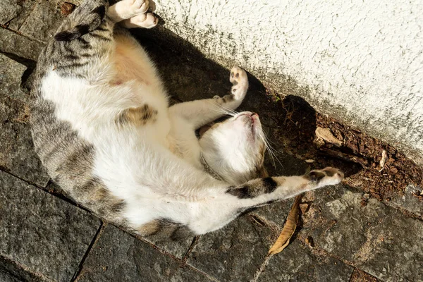 午前中に床の日光浴に横たわっている白いタビー猫 サルバドール バイーア ブラジル — ストック写真