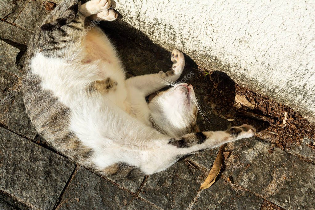 White tabby cat lying on the floor sunbathing in the morning. Salvador, Bahia, Brazil.