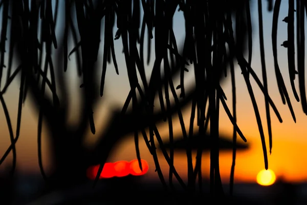 Salvador Bahia Brazil June 2021 Silhouette Sunset Tree Bus Stop — Stock Photo, Image