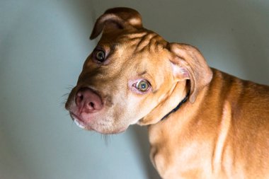 Kameraya bakan karamel renkli bir köpeğin yüzünün yakın çekimi. Salvador, Bahia, Brezilya.