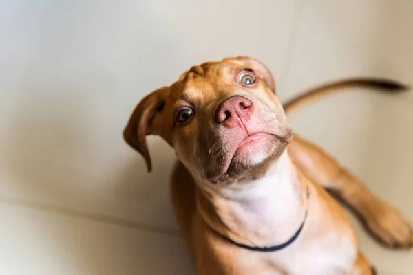 Kameraya Bakan Karamel Renkli Bir Köpeğin Yüzünün Yakın Çekimi Salvador — Stok fotoğraf