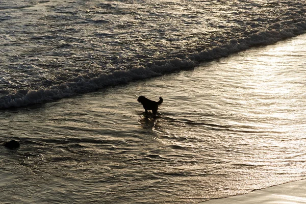 One Dogs Jugando Agua Playa Ondina Ciudad Salvador Bahía Brasil — Foto de Stock
