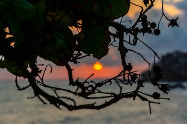 Sahilde, ağaç yapraklarının arasında çarpıcı bir gün batımı. Salvador, Bahia, Brezilya.