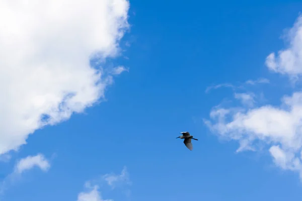 Πλήρης Εικόνα Του Μπλε Φόντο Του Ουρανού Ιπτάμενο Πουλί Πόλη — Φωτογραφία Αρχείου