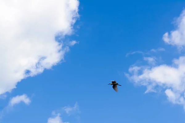 Volledig Frame Shot Van Blauwe Lucht Achtergrond Met Vliegende Vogel — Stockfoto