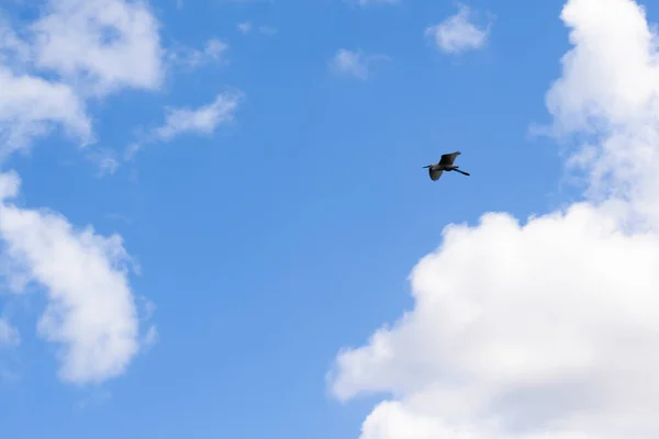 Volledig Frame Shot Van Blauwe Lucht Achtergrond Met Vliegende Vogel — Stockfoto