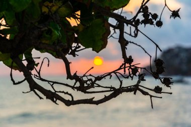 Sahilde, ağaç yapraklarının arasında çarpıcı bir gün batımı. Salvador, Bahia, Brezilya.