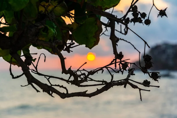 Sahilde, ağaç yapraklarının arasında çarpıcı bir gün batımı. Salvador, Bahia, Brezilya.
