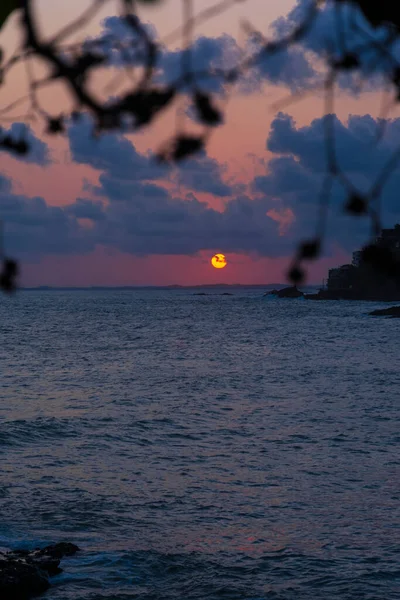 Dramatic Sunset Beach Tree Leaves Vibrant Colors Salvador Bahia Brazil — Stockfoto