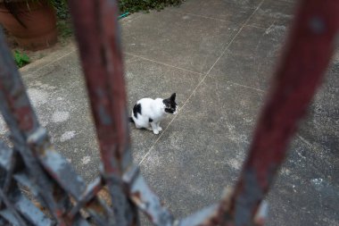 Pelourinho caddesinde terk edilmiş kedi görülmüş. Brezilya 'nın Bahia eyaletindeki Salvador şehri..