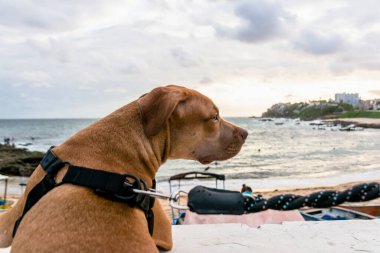 Pitbull köpeği gri bulutlu gökyüzüne karşı denize bakıyor. Salvador, Bahia, Brezilya.
