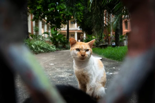 Gatto Abbandonato Visto Pelourinho Città Salvador Nello Stato Brasiliano Bahia — Foto Stock