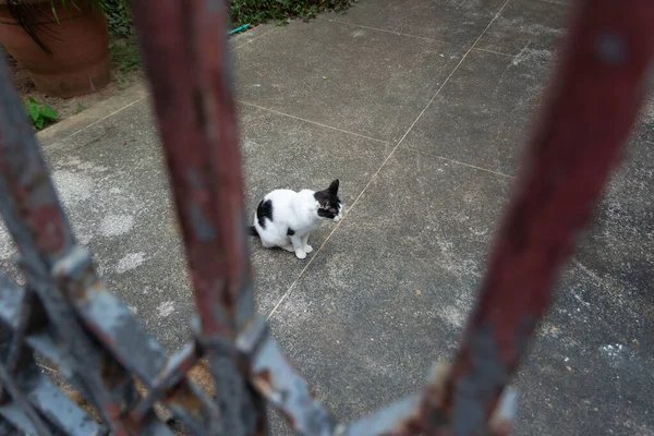 Opuštěná Kočka Spatřena Pelourinho Ulici Město Salvador Brazilském Státě Bahia — Stock fotografie