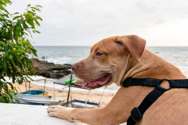 Pitbull dog looking at the sea against gray cloudy sky. Salvador, Bahia, Brazil.