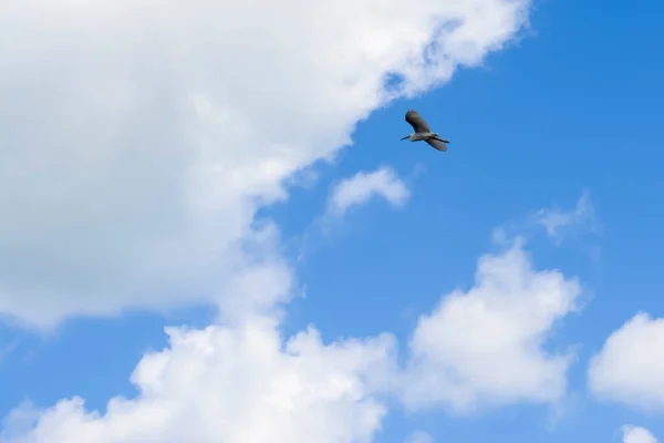 Pełne Ujęcie Klatki Niebieskiego Tła Nieba Latającym Ptakiem Salwador Bahia — Zdjęcie stockowe