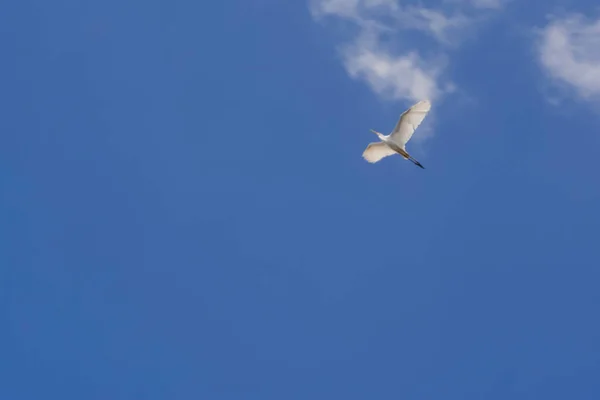Volledig Frame Shot Van Blauwe Lucht Achtergrond Met Vliegende Vogel — Stockfoto