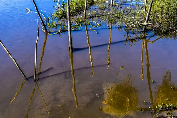 Refleksi Tanaman Dan Kayu Dalam Air Sungai Sungai Jaguaripe Maragogipinho — Stok Foto
