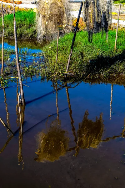 Refleksi Tanaman Dan Kayu Dalam Air Sungai Sungai Jaguaripe Maragogipinho — Stok Foto